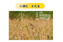 Load image into Gallery viewer, belmont Titanium Sierra Cup 480ml Featuring Yellow-breasted Bunting